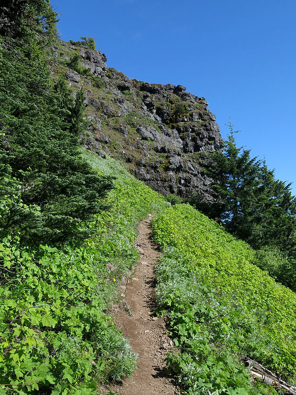 trail through thimbleberries (Rubus parviflorus) [Iron Mountain Trail, Willamette National Forest, Linn County, Oregon]