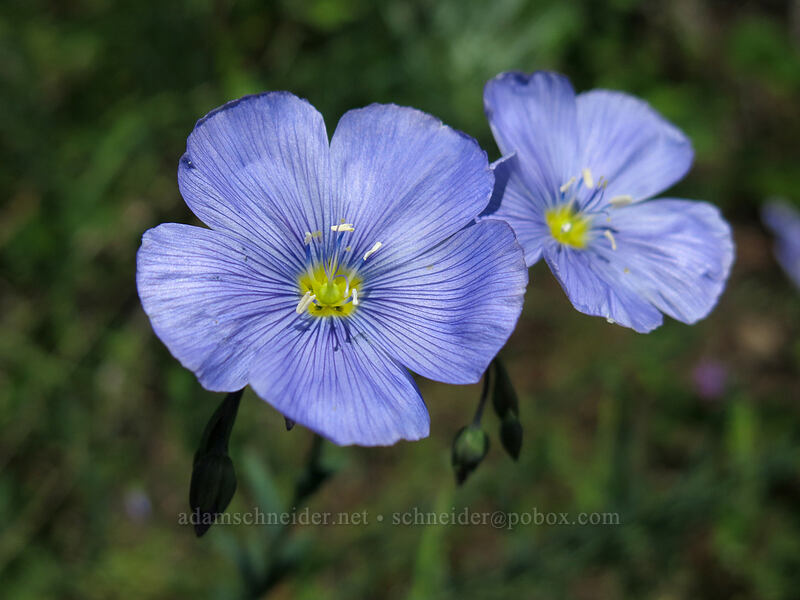 blue flax (Linum lewisii (Linum perenne var. lewisii)) [Iron Mountain Trail, Willamette National Forest, Linn County, Oregon]