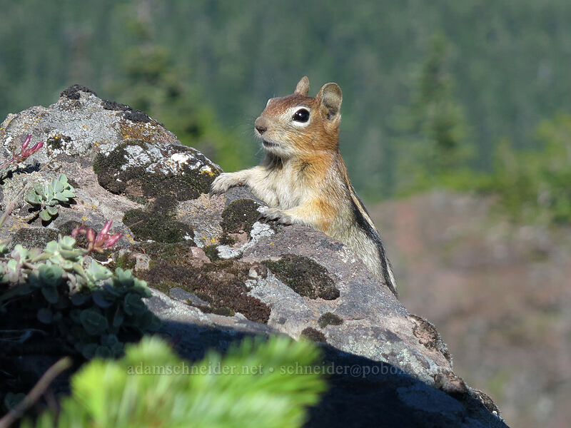 golden-mantled ground squirrel (Callospermophilus lateralis (Spermophilus lateralis)) [Iron Mountain summit, Willamette National Forest, Linn County, Oregon]