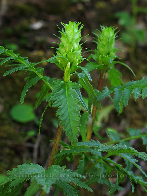bracted lousewort (Pedicularis bracteosa) [Iron Mountain Trail, Willamette National Forest, Linn County, Oregon]