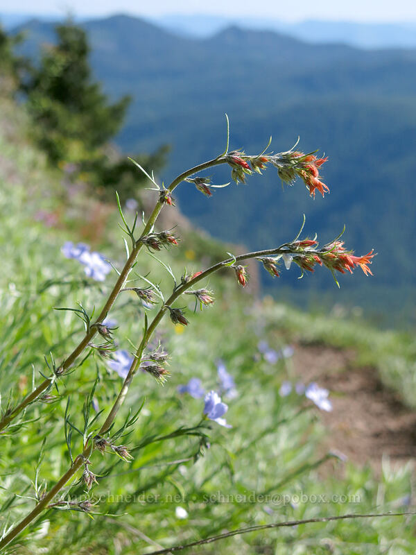 scarlet gilia (Ipomopsis aggregata) [Iron Mountain Trail, Willamette National Forest, Linn County, Oregon]