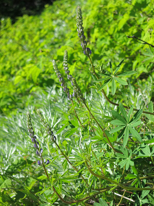 lupines, budding (Lupinus sp.) [Iron Mountain Trail, Willamette National Forest, Linn County, Oregon]