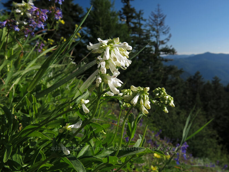 small-flowered penstemon, white form (Penstemon procerus) [Iron Mountain Trail, Willamette National Forest, Linn County, Oregon]