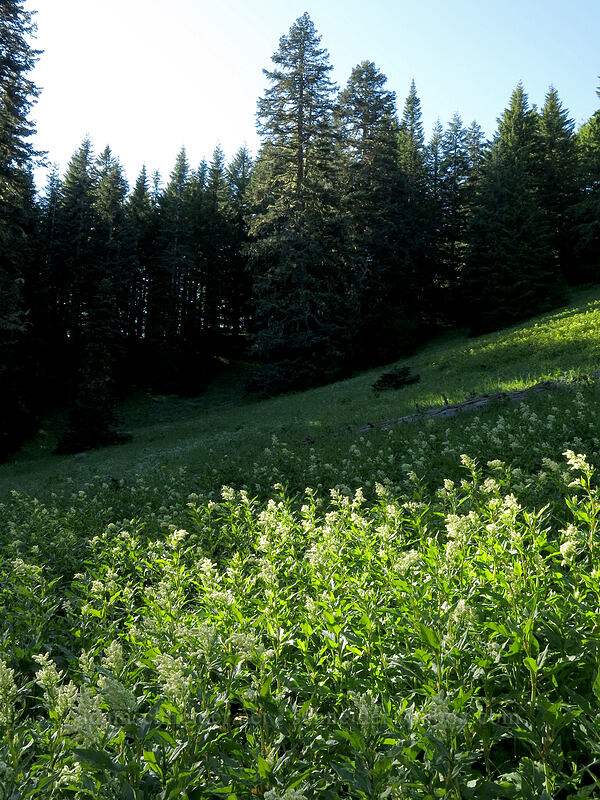 meadow full of alpine knotweed (Aconogonon phytolaccifolium (Koenigia phytolaccifolia)) [Iron Mountain Trail, Willamette National Forest, Linn County, Oregon]