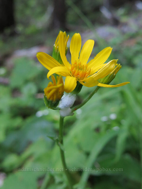 Bolander's ragwort (Packera bolanderi var. harfordii (Senecio bolanderi)) [Iron Mountain Trail, Willamette National Forest, Linn County, Oregon]