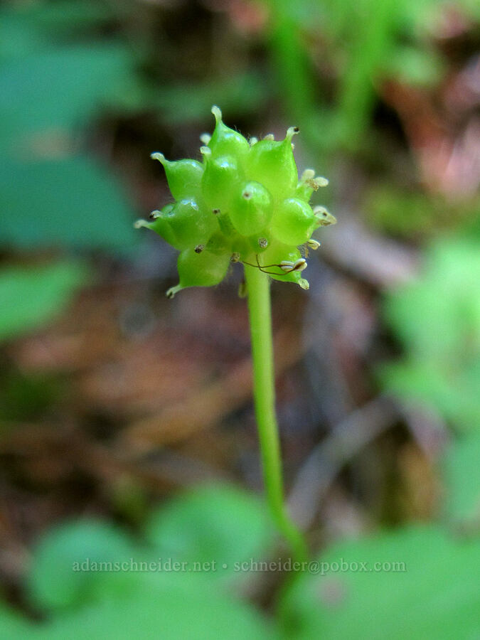 anemone, gone to seed (Anemone sp.) [Saddle Mountain Trail, Clatsop County, Oregon]