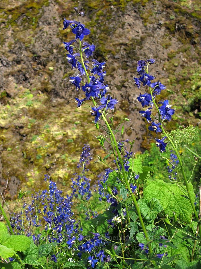 Columbian larkspur (Delphinium trolliifolium) [Saddle Mountain Trail, Clatsop County, Oregon]