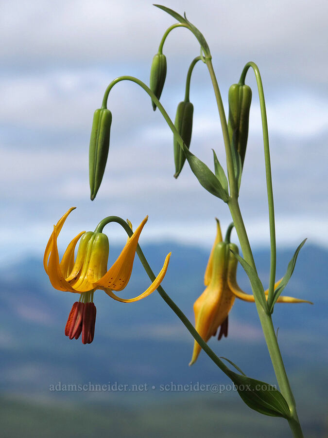 Columbia tiger lilies (Lilium columbianum) [Saddle Mountain Trail, Clatsop County, Oregon]