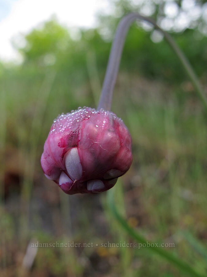 nodding onion (Allium cernuum) [Saddle Mountain Trail, Clatsop County, Oregon]