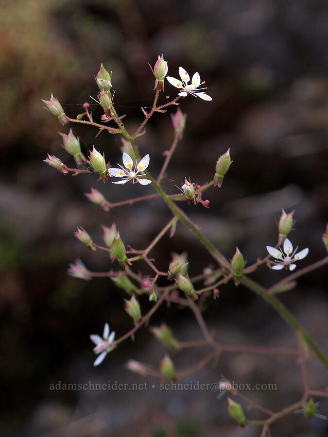rusty saxifrage (Micranthes ferruginea (Saxifraga ferruginea)) [Saddle Mountain Trail, Clatsop County, Oregon]
