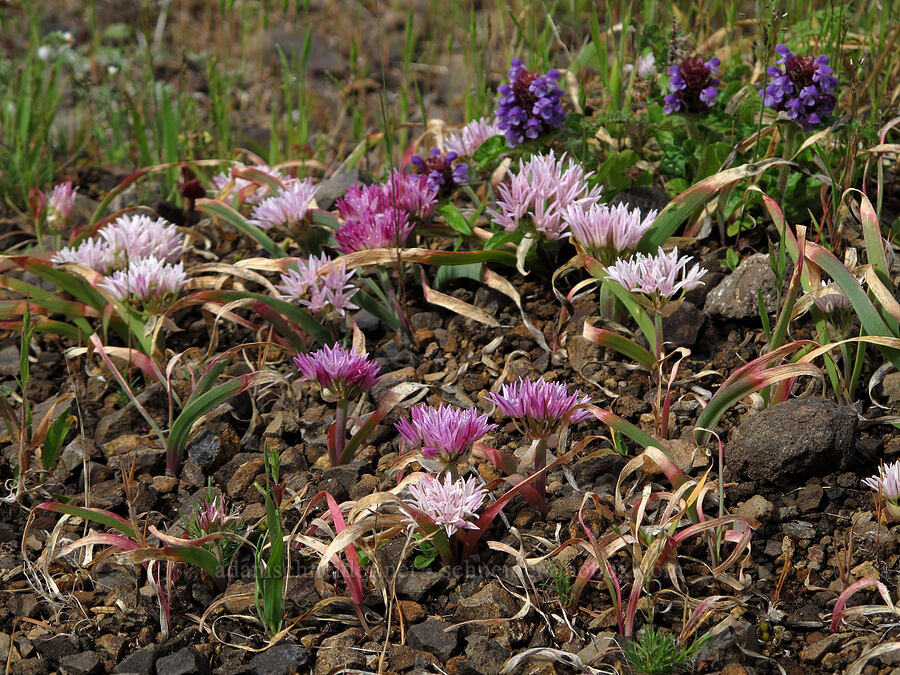 scalloped onion & self-heal (Allium crenulatum, Prunella vulgaris) [Saddle Mountain Trail, Clatsop County, Oregon]