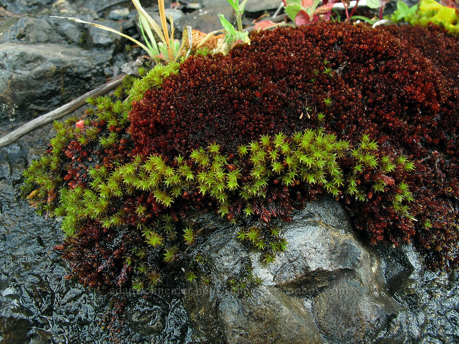 two colors of moss [Saddle Mountain Trail, Clatsop County, Oregon]