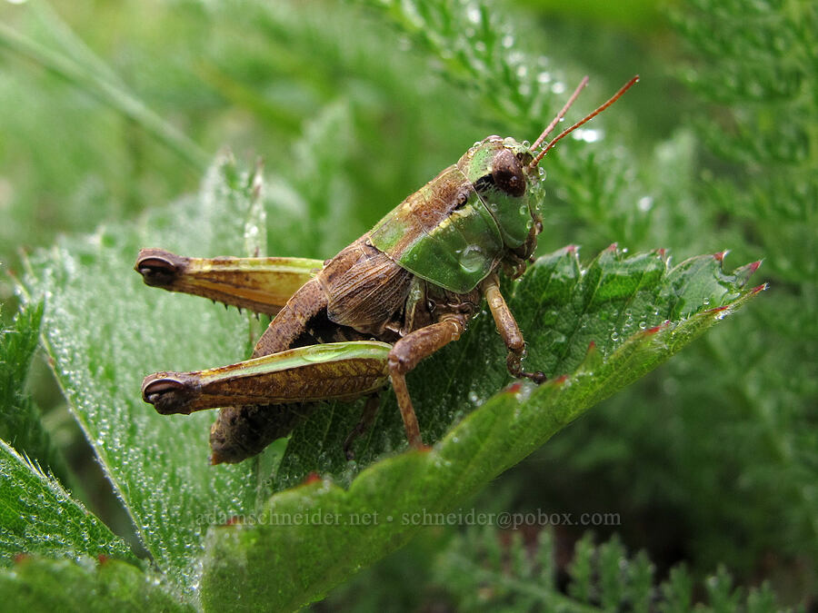 marsh meadow grasshopper (Chorthippus curtipennis) [Saddle Mountain Trail, Clatsop County, Oregon]