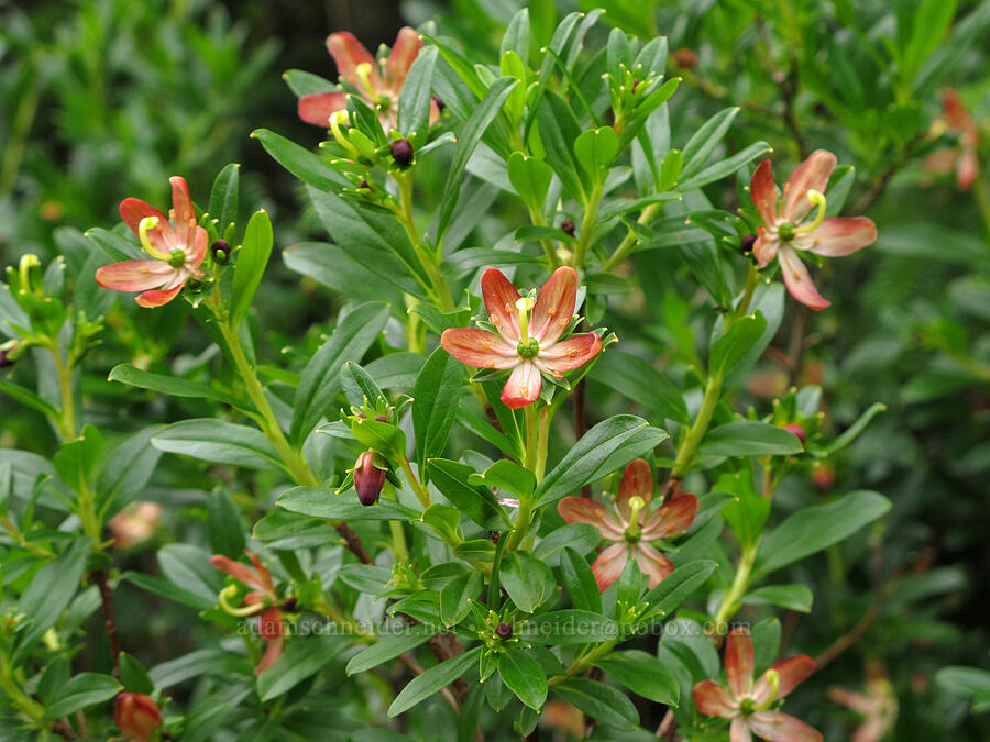 copperbush (Elliottia pyroliflora (Cladothamnus pyroliflorus)) [Saddle Mountain Trail, Clatsop County, Oregon]