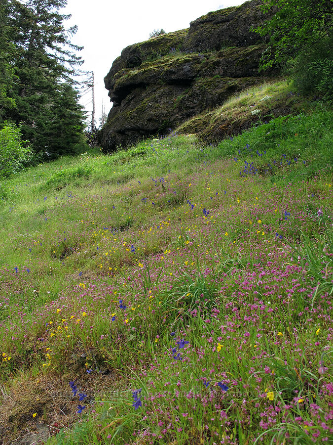 wildflowers & rocks [Saddle Mountain Trail, Clatsop County, Oregon]