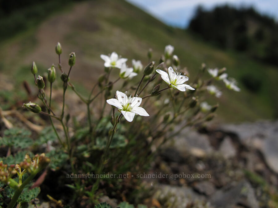 sandwort (Minuartia rubella (Arenaria rubella) (Sabulina rubella)) [Saddle Mountain Trail, Clatsop County, Oregon]