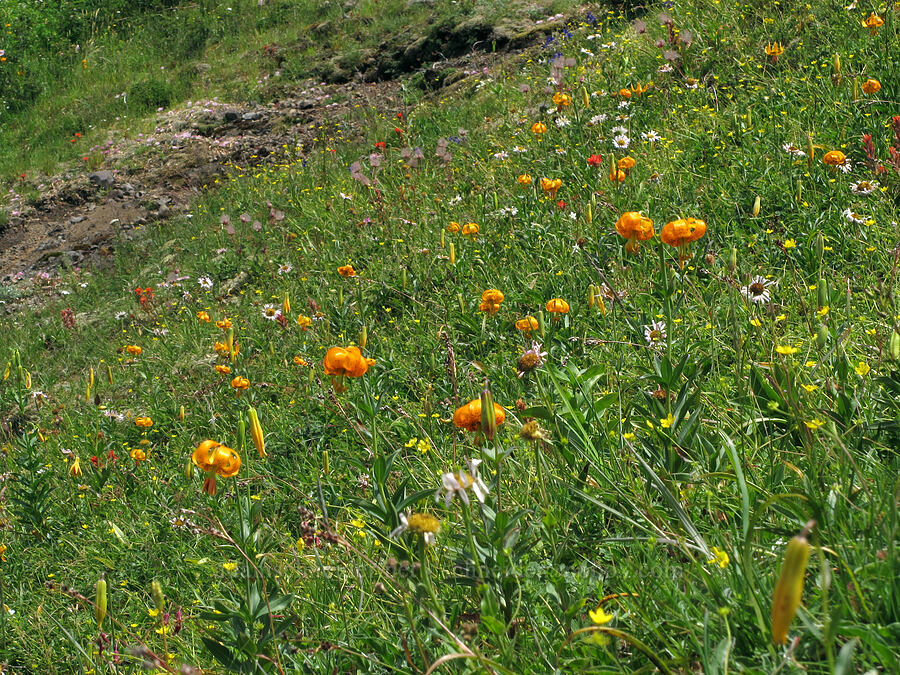 Columbia tiger lilies (et al.) (Lilium columbianum) [Saddle Mountain Trail, Clatsop County, Oregon]