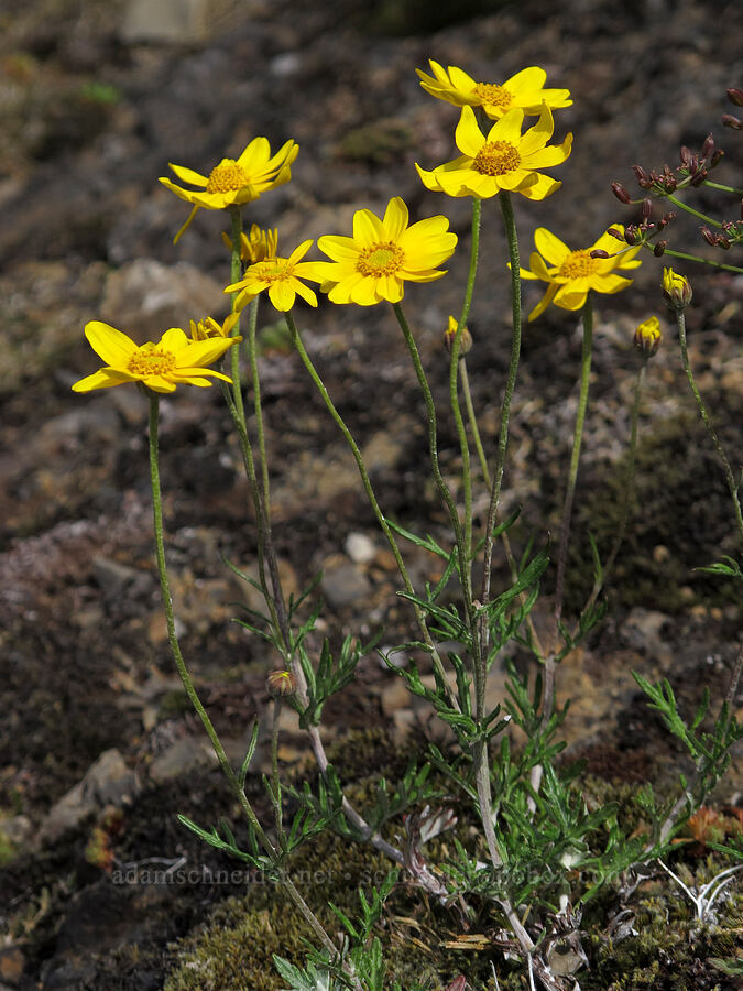 Oregon sunshine (Eriophyllum lanatum) [Saddle Mountain Trail, Clatsop County, Oregon]