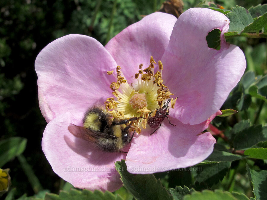 bumblebee & beetle on Nootka rose (Rosa nutkana) [Saddle Mountain Trail, Clatsop County, Oregon]