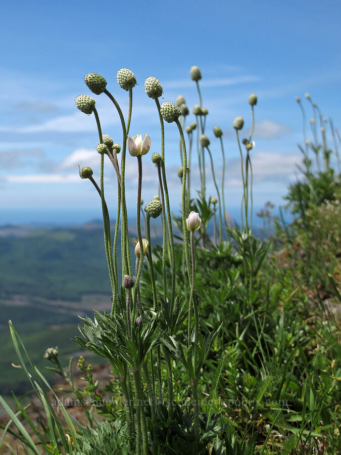 Pacific anemone (Anemone multifida) [Saddle Mountain Trail, Clatsop County, Oregon]