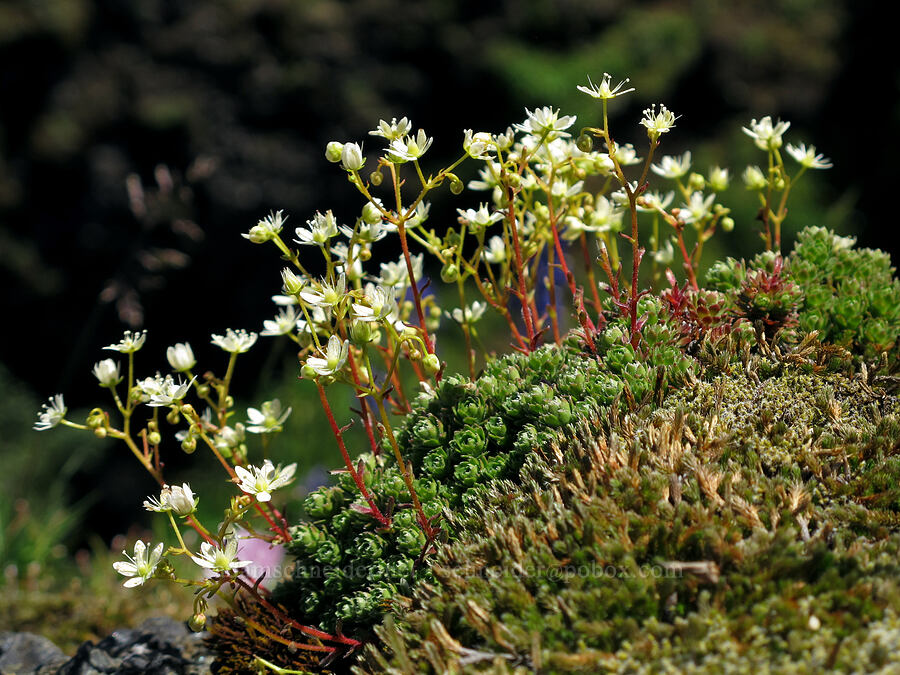 yellow-dot saxifrage (Saxifraga bronchialis ssp. vespertina (Saxifraga vespertina)) [Saddle Mountain summit, Clatsop County, Oregon]