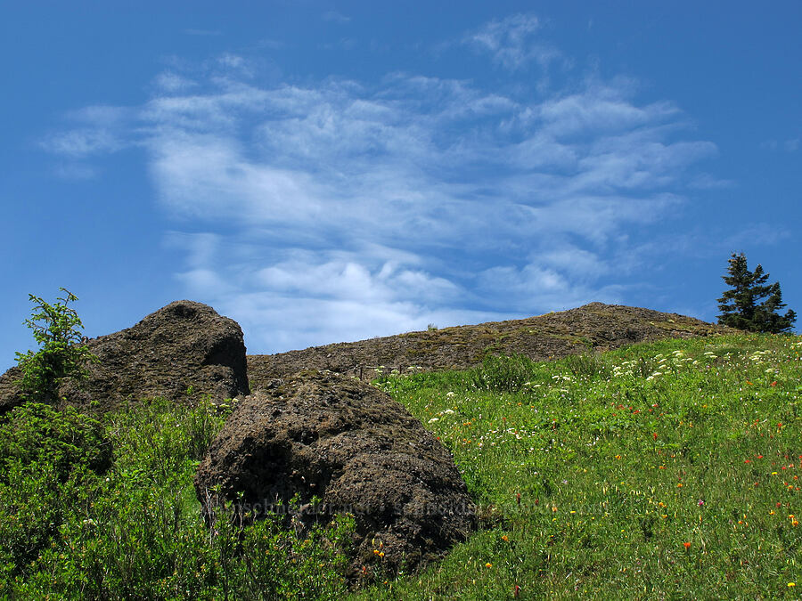 wildflowers & clouds [Saddle Mountain Trail, Clatsop County, Oregon]