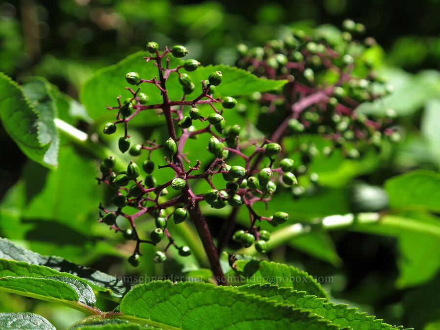 red elderberries (Sambucus racemosa) [Saddle Mountain Trail, Clatsop County, Oregon]