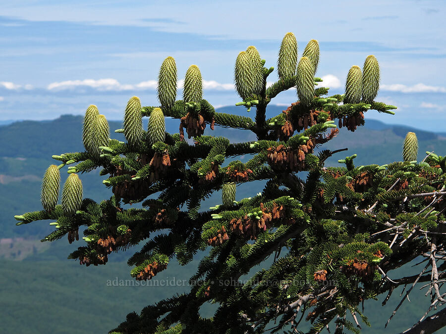 noble fir cones (Abies procera) [Saddle Mountain Trail, Clatsop County, Oregon]