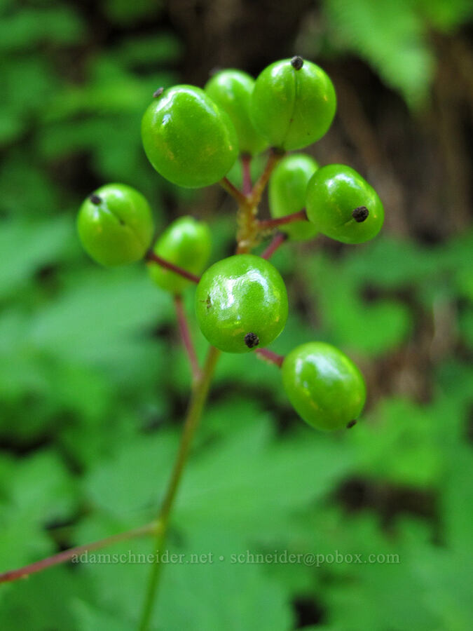 baneberries (Actaea rubra) [Saddle Mountain Trail, Clatsop County, Oregon]