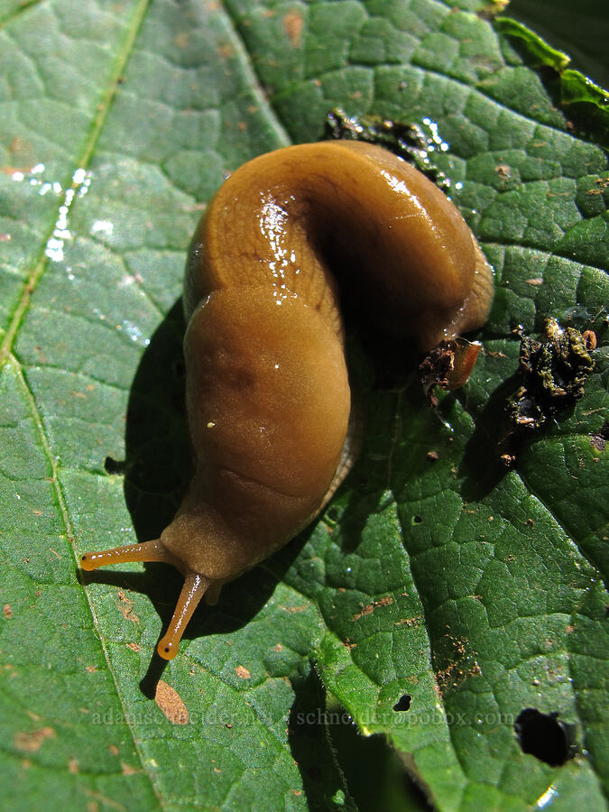 banana slug (Ariolimax columbianus) [Saddle Mountain Trail, Clatsop County, Oregon]