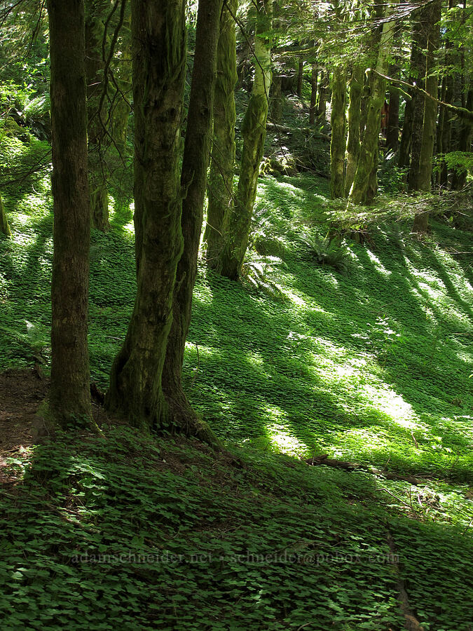 redwood sorrel (Oxalis oregana) [Saddle Mountain Trail, Clatsop County, Oregon]