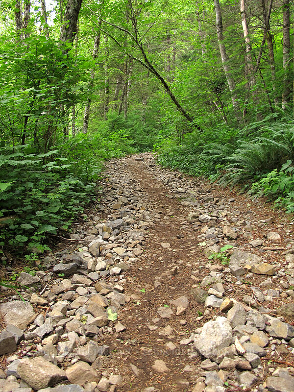 rocky trail [L-1200 Road, Gifford Pinchot National Forest, Clark County, Washington]
