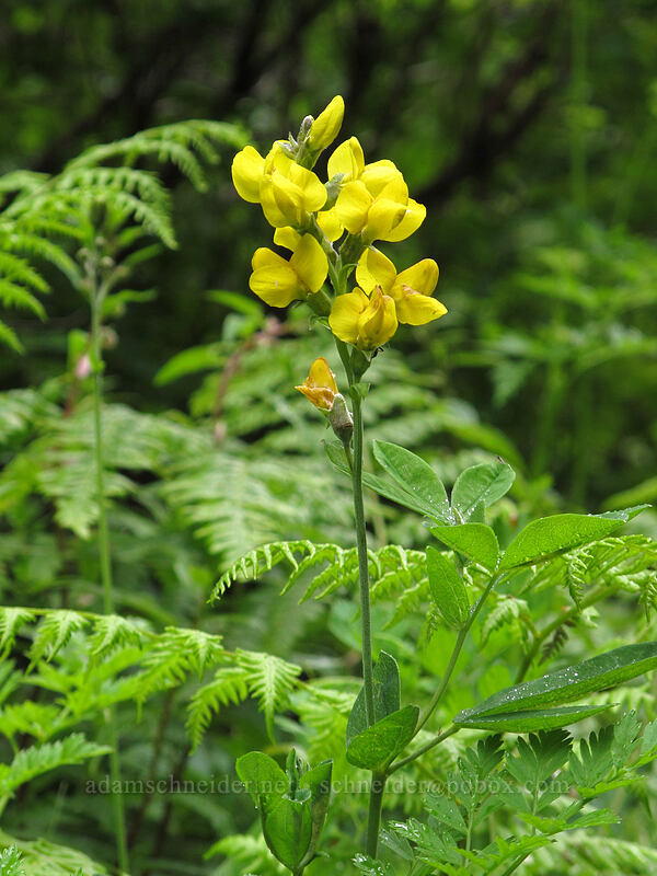 golden pea (Thermopsis montana) [Grouse Vista Trail, Gifford Pinchot National Forest, Clark County, Washington]
