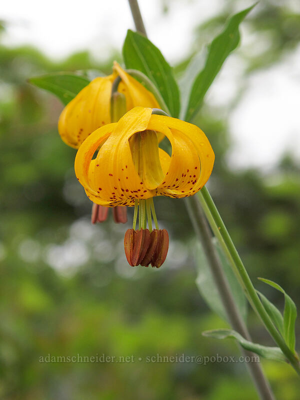 tiger lilies (Lilium columbianum) [Grouse Vista Trail, Gifford Pinchot National Forest, Clark County, Washington]