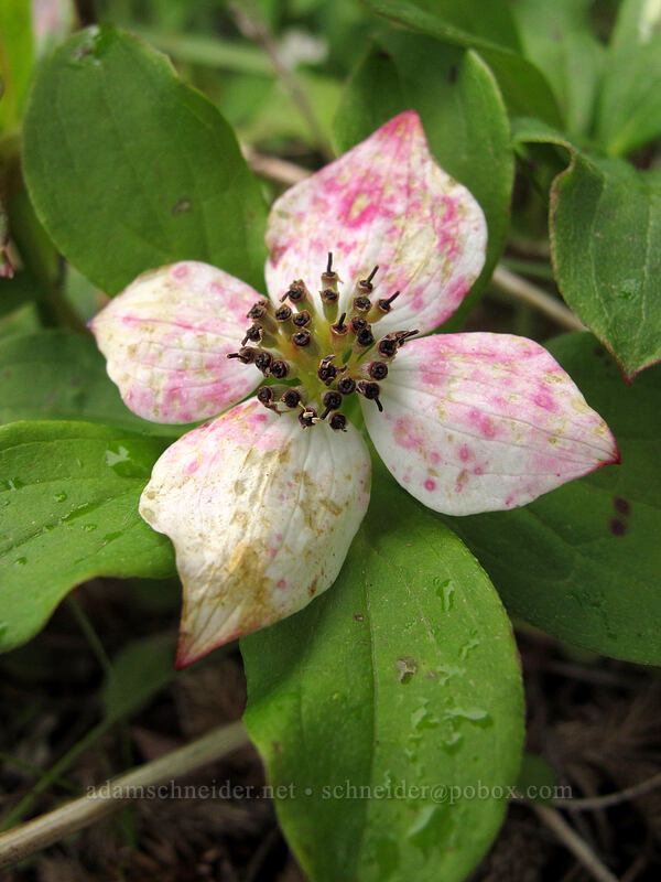 bunchberry flower, fading (Cornus unalaschkensis (Cornus canadensis)) [Grouse Vista Trail, Gifford Pinchot National Forest, Clark County, Washington]