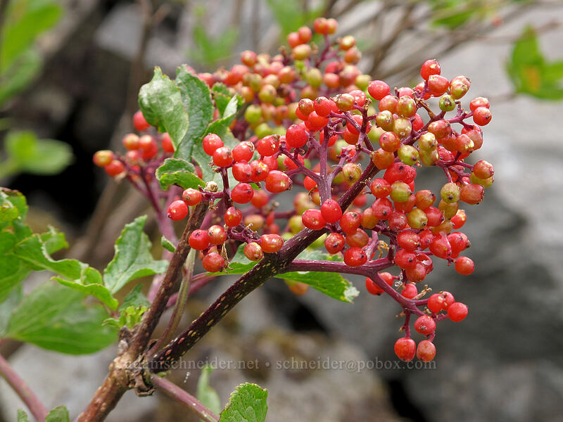 red elderberries (Sambucus racemosa) [Grouse Vista Trail, Gifford Pinchot National Forest, Clark County, Washington]