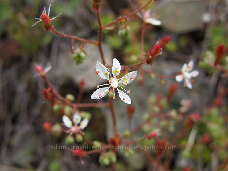 rusty saxifrage (Micranthes ferruginea (Saxifraga ferruginea)) [Grouse Vista Trail, Gifford Pinchot National Forest, Clark County, Washington]