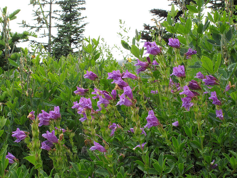 Cardwell's penstemon (Penstemon cardwellii) [Grouse Vista Trail, Gifford Pinchot National Forest, Skamania County, Washington]