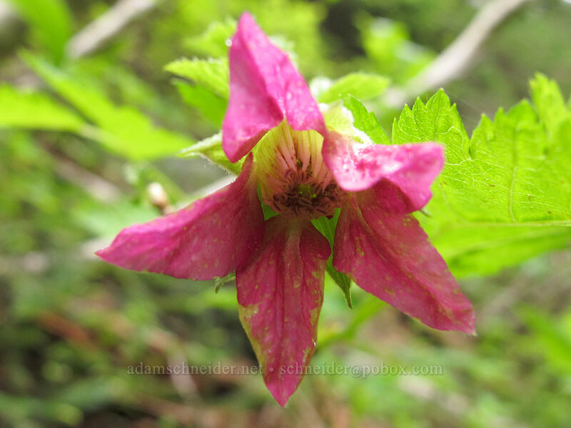 salmonberry flower (Rubus spectabilis) [Grouse Vista Trail, Gifford Pinchot National Forest, Skamania County, Washington]