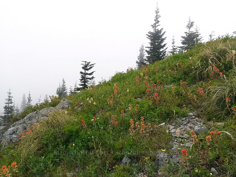 paintbrush and lousewort (Castilleja sp., Pedicularis bracteosa) [Silver Star Mountain, Gifford Pinchot National Forest, Skamania County, Washington]