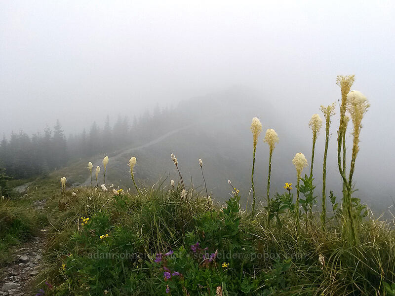 beargrass on the south summit (Xerophyllum tenax) [Silver Star Mountain summit, Gifford Pinchot National Forest, Skamania County, Washington]