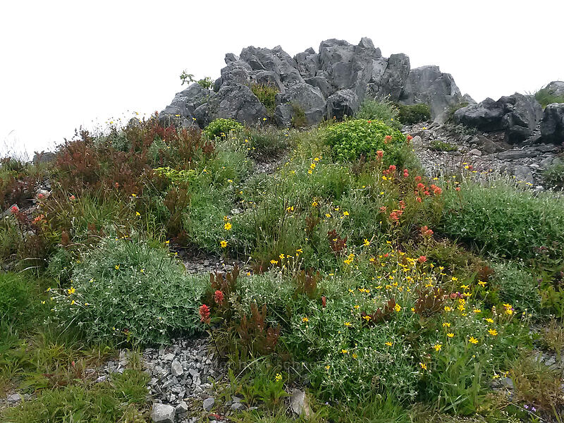 summit garden (Eriophyllum lanatum, Castilleja sp., Penstemon serrulatus) [Silver Star Mountain summit, Gifford Pinchot National Forest, Skamania County, Washington]