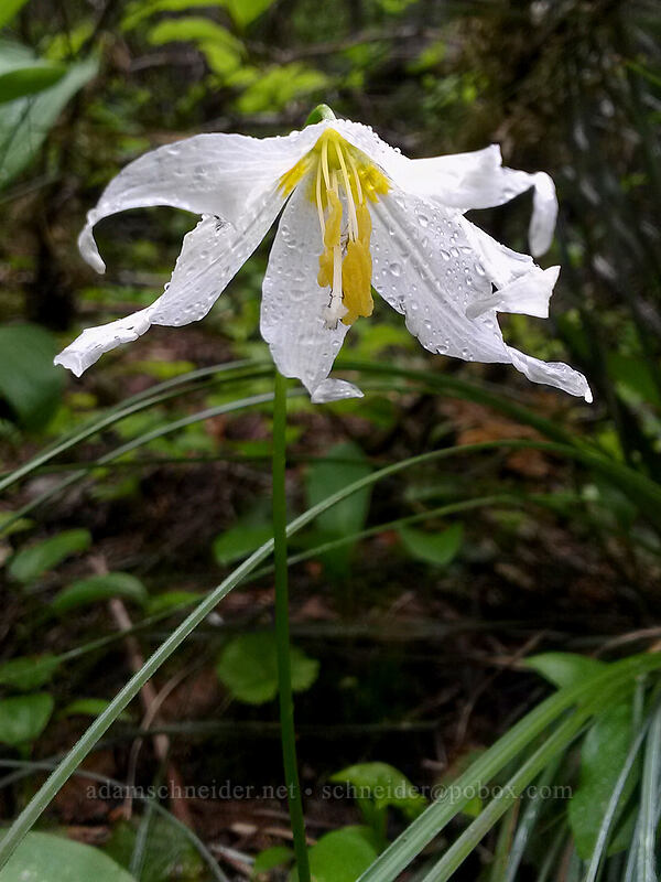 avalanche lily (Erythronium montanum) [Bluff Mountain Trail, Gifford Pinchot National Forest, Skamania County, Washington]