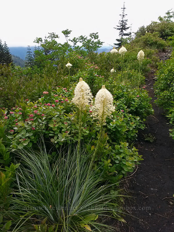 beargrass (Xerophyllum tenax) [Bluff Mountain Trail, Gifford Pinchot National Forest, Skamania County, Washington]