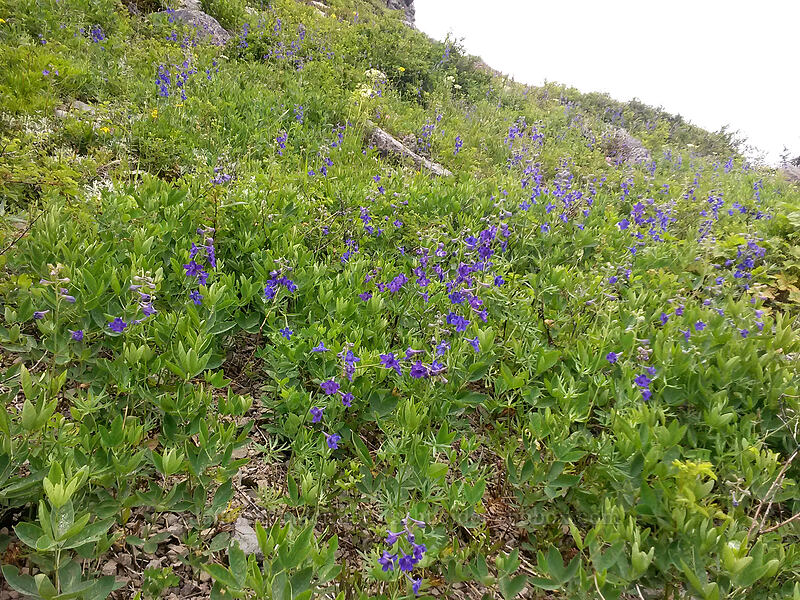 larkspur (Delphinium nuttallii) [Sturgeon Rock, Gifford Pinchot National Forest, Skamania County, Washington]