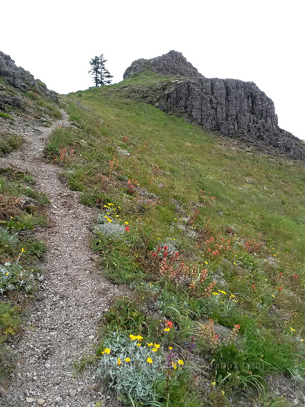 wildflowers (Eriophyllum lanatum, Castilleja sp.) [Sturgeon Rock, Gifford Pinchot National Forest, Skamania County, Washington]