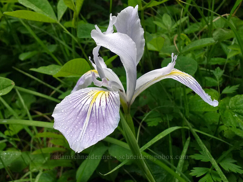 Oregon iris (Iris tenax) [Sturgeon Rock, Gifford Pinchot National Forest, Clark County, Washington]