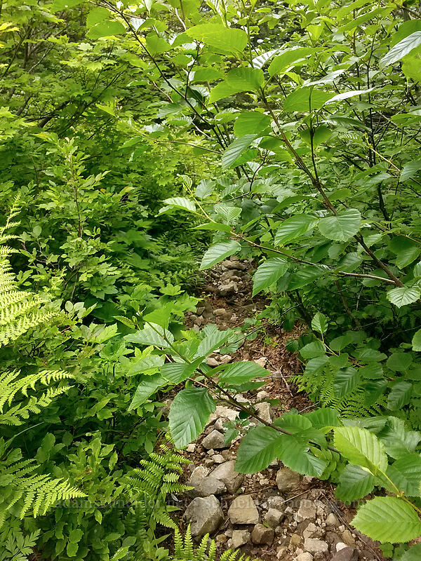 overgrown path [near Pyramid Rock, Gifford Pinchot National Forest, Skamania County, Washington]