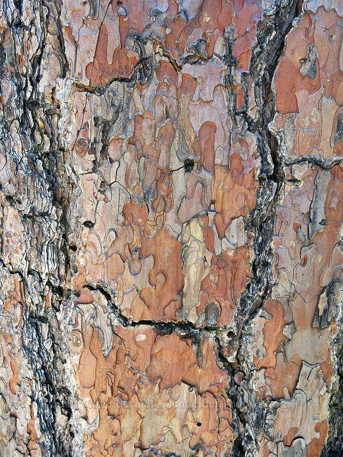 jigsaw-puzzle pine bark (Pinus ponderosa) [Crags Trail, Castle Crags Wilderness, Shasta County, California]