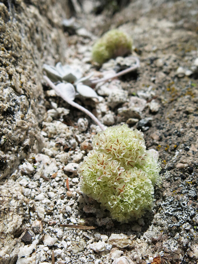 Lobb's granite buckwheat (Eriogonum lobbii) [Castle Dome, Castle Crags Wilderness, Shasta County, California]